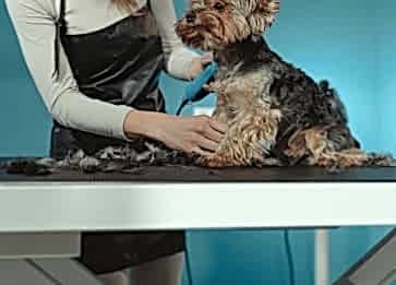 Köpekleri Tıraş Etme Konusunda Dikkatli Olun
