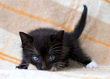 Ojos Azules Cinsi Kedi Özellikleri ve Bakımı