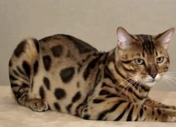Ussuri Cinsi Kedi Özellikleri ve Bakımı