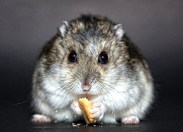 Hamster Bakımında Temel İpuçları: Sağlıklı ve Mutlu Bir Hamster İçin Pratik Öneriler