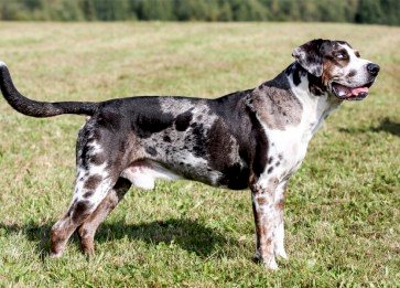 Köpeklerde Kanser Olur mu ? Belirtileri Nelerdir ?