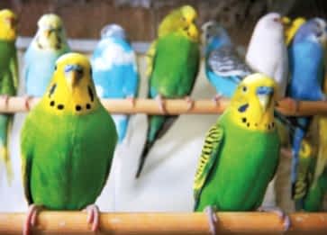 Muhabbet Kuşu İshal Olduğunda Ne Yapmalı?