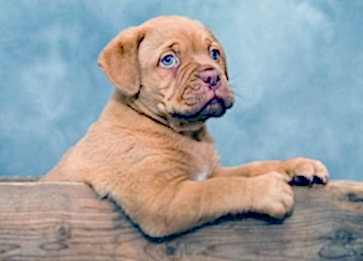 Köpeklerde En Sık Görülen 3 Deri Hastalığı