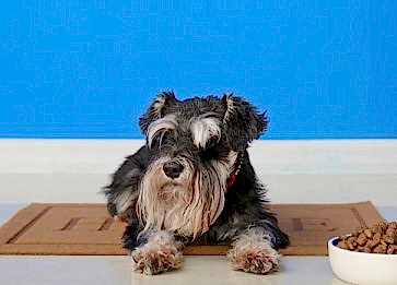 Köpeğimin İştahı Yok. Sebebi Ne Olabilir?
