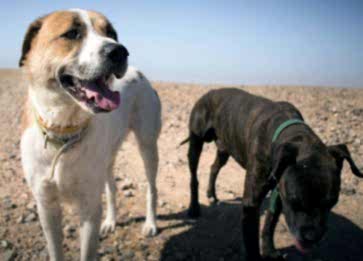 Köpeklerin Zeka Oyunları: Zihinsel Uyarım Yöntemleri