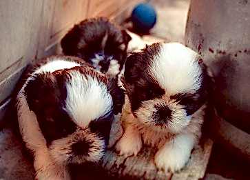 Köpeklere Salam Sosis Gibi İşlenmiş Gıdalar Verilir mi?