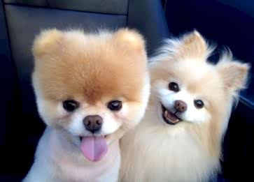 Pomeranian Boo Cinsi Köpek Özellikleri ve Bakımı