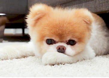 Pomeranian Boo Cinsi Köpeğin Özellikleri ve Bakımı