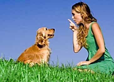 Köpekler Yiyecekleri Ve Eşyaları Neden Gömer