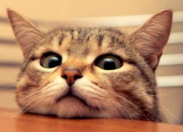 Sağlıklı Bir Kedi Nasıl Anlaşılır? Kedilerde Sağlık Durumu