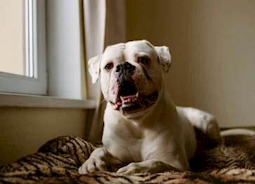 Amerikan Bulldog Cinsi Köpek Özellikleri ve Bakımı