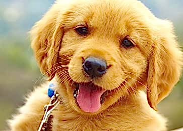 Yavru Köpek Aşı Takvimi Hakkında Bilmeniz Gerekenler