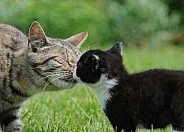 Evde Kedi Beslemenin Faydaları ve Zorlukları