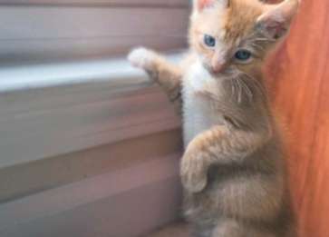 Kedilerde İstenmeyen Kedi Kumu Yeme Alışkanlığı