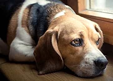Köpekler Yas Tutar mı? Köpeklerde Davranış Değişiklikleri