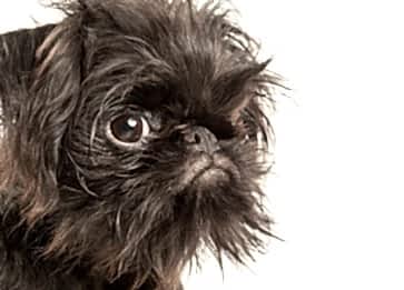 Brüksel Griffon Irkının Genel Özellikleri ve Bakımı