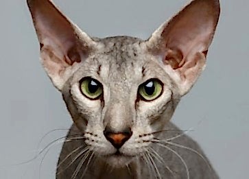 Peterbald Cinsi Kedi Özellikleri ve Bakımı
