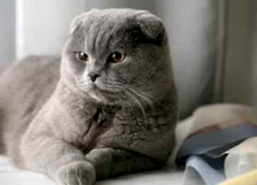 Scottish Fold  Cinsi Kedi Özellikleri ve Bakımı