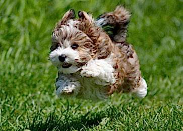 Havanese Cuban Bichon Köpek Irkı Özellikleri ve Bakımı Nelerdir?
