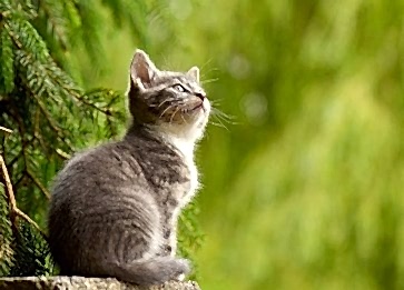 Kedilerde Beslenme ve Sağlıklı Diyet Önerileri
