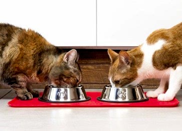 Aynı Ev İçinde İki Kedi Mutlu Bir Şekilde Yaşayabilir mi?