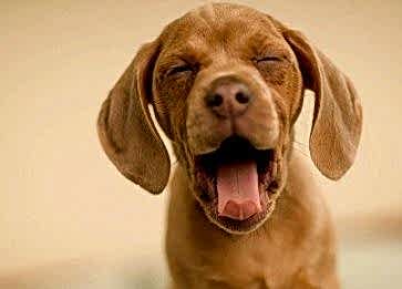 Köpekler Neden Öksürür,  Ne Anlama Gelir ve Tedavi Yolları Nedir ?
