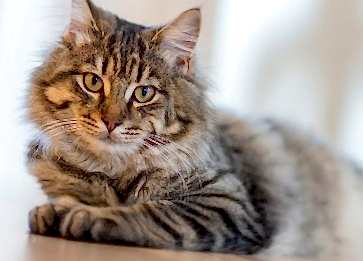 Kedi Beslemek Günah mı? İslamiyette Kedilerin Yeri