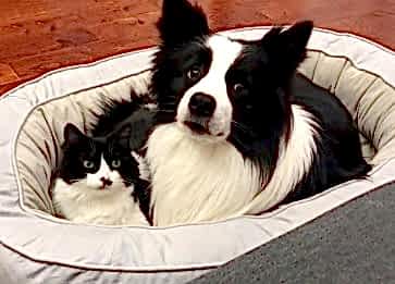 Kedi ve Köpek Aynı Evde Yaşayabilir mi?