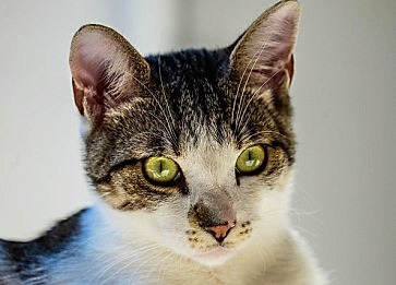 Yeni Bir Kediyle Evdeki Eski Kedi Nasıl Alıştırılır?