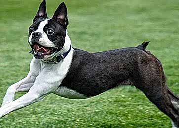 Boston Terrier Cinsi Köpek Özellikleri ve Bakımı