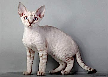 Devon Rex Cinsi Kedi Özellikleri ve Bakımı