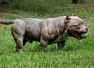 American Bully Cinsi Köpek Özellikleri ve Bakımı