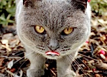 Hasta Kedi Nasıl Beslenmelidir? Hasta Kedi Bakımı