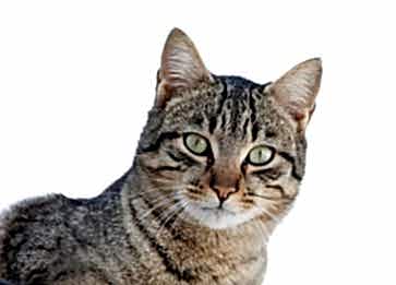 Dragon Li (Chinese Li Hua) Cinsi Kedi Özellikleri ve Bakımı