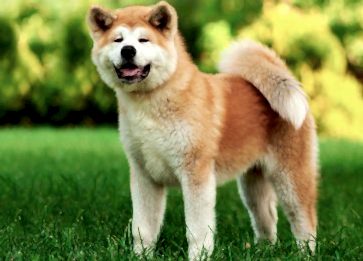 Akita İnu Cinsi Köpek Özellikleri ve Bakımı