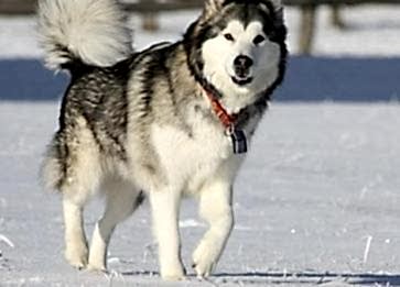 Alaska Kurdu Cinsi Köpek Özellikleri ve Bakımı