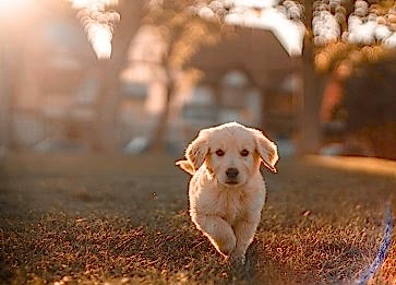 Köpekler Neden Havlar? Köpeklerin Havlama Sebepleri