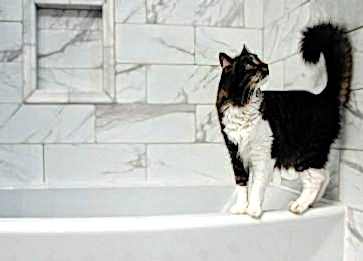 Kediler Yıkamak Zararlı mı? Kedi Yıkanır mı?