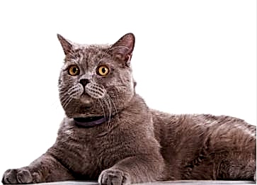 British Shorthair Cinsi Kedi Özellikleri ve Bakımı