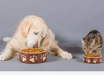 Kedi ve Köpek Mamaları Neden Taze Olmalı