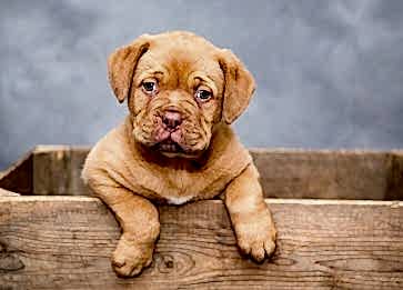 Köpekler Neden Kusar? Köpeklerde Kusma Sebepleri