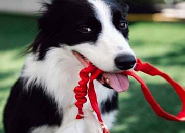 Köpeğinizi Tasma Kullanılmasına Alıştırma