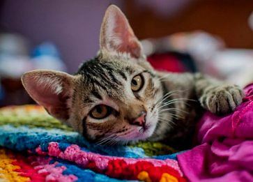 European Shorthair Cinsi Kedi Özellikleri ve Bakımı