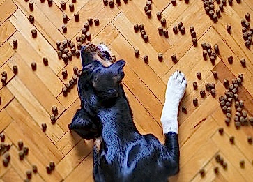 Köpek Maması Seçerken Dikkat Etmeniz Gerekenler