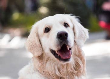 Köpekler Günlük Olarak Ne Kadar Su İçmeli