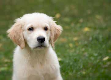 Köpekler Neden Çim Yer? İşte Tüm Detaylar...