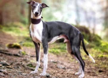 Whippet Cinsi Köpek Özellikleri ve Bakımı