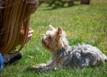 Köpeklerin Sadıklığı ile İlgili Bilgiler