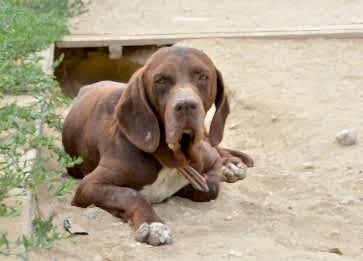 Turkish Pointer (Çatal Burun) Özellikleri ve Bakımı