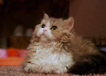 Lambkin Cinsi Kedi Özellikleri ve Bakımı